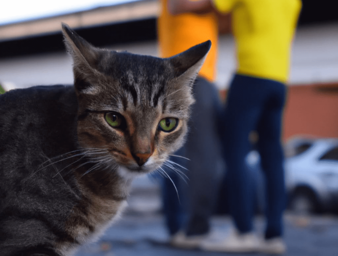Gato herói salva família de incêndio e se torna sensação na internet