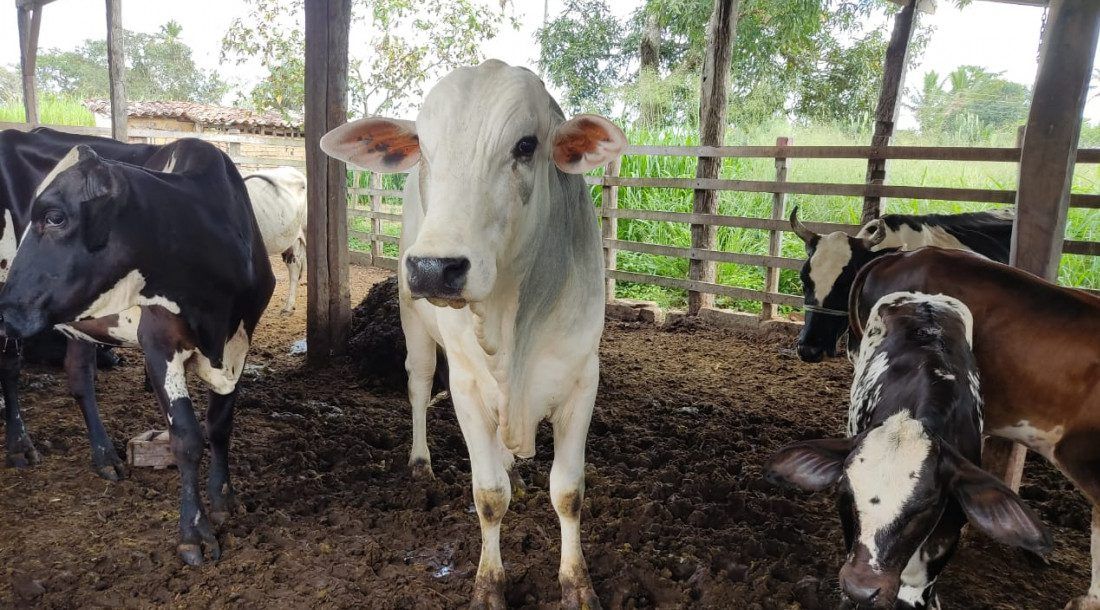 Sergipe supera a meta de 90% de vacinação contra febre aftosa