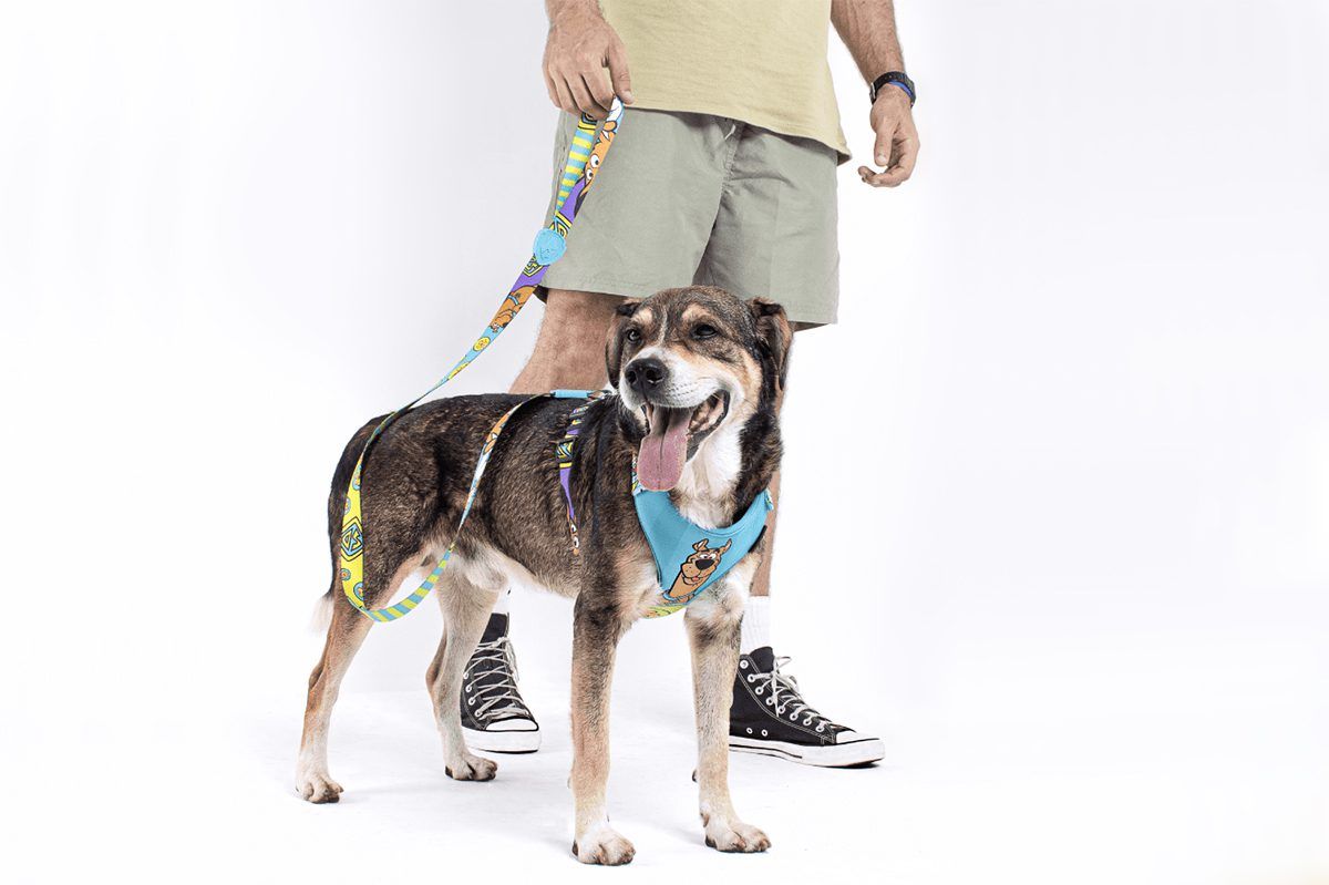 Imagem de cão sem raça definida com coleira peitoral e guia da FreeFaro e tutor segurando a coleira mostra produtos do mercado pet