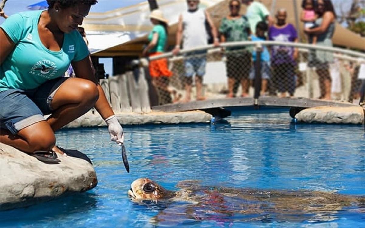 Projeto Tamar em Aracaju: Conservação das Tartarugas Marinhas e Encantos Turísticos
