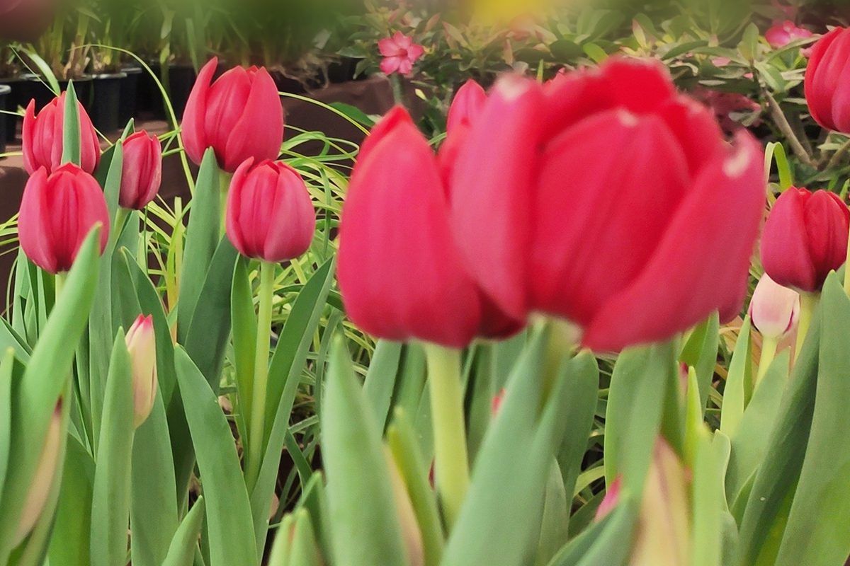 Imagem de tulipas vermelhas expostas na Feira de Flores e Artes Bem-Vinda Primavera no Shopping Jardins em Aracaju