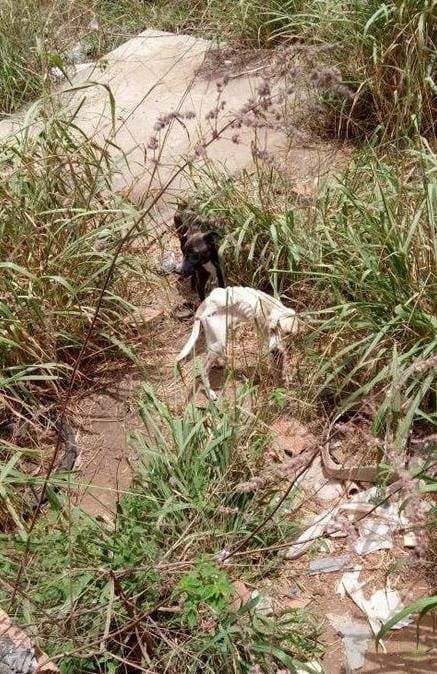 Polícia Civil resgata cachorros vítimas de maus-tratos em Ribeirópolis