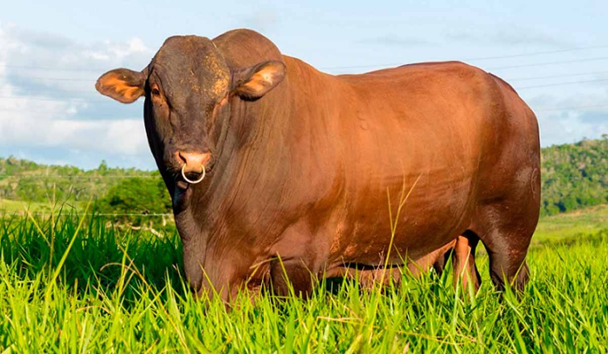 Congresso Mundial de Genética Bovina acontece em Aracaju