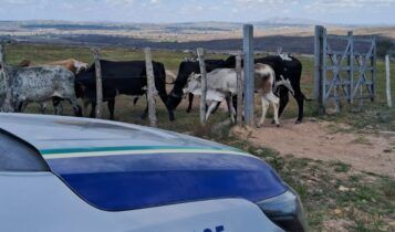 Ação Integrada da polícia recupera animais furtados em Poço Verde