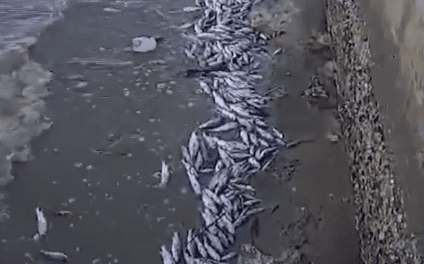 Centenas de peixes são encontrados mortos Orlinha do Bairro Industrial em Aracaju