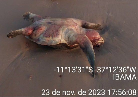 Tartaruga Marinha é encontrada morta durante ação de combate à pesca predatória em Sergipe