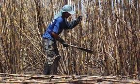 Comissão de Trabalho da Câmara aprova projeto de lei que garante seguro-desemprego a trabalhadores rurais temporários