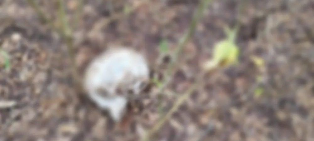 Crânio humano é encontrado próximo a ossada em Itabaiana
