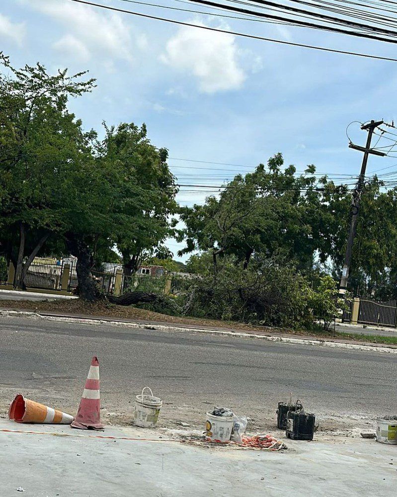 Árvore cai em ciclovia da Avenida Tancredo Neves em Aracaju
