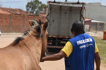 Até novembro a prefeitura de Aracaju apreendeu mais de 800 animais soltos na capital