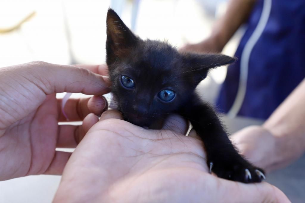 Campanha de Adoção de animais acontece neste sábado, 16, no Parque da Sementeira