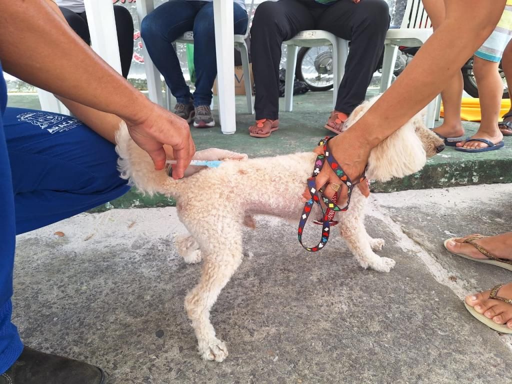Prefeitura de Aracaju inicia vacinação antirrábica em domicílio nesta segunda-feira, 11