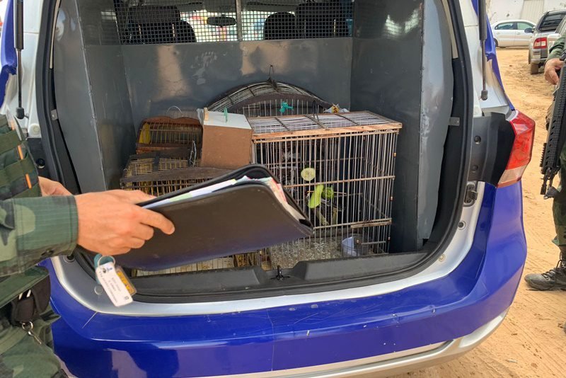 Polícia resgata aves silvestres e notifica suspeito por crime ambiental em Aracaju