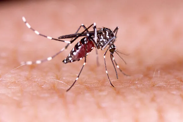 Alta infestação do Aedes aegypti em Sergipe: Municípios em Alerta