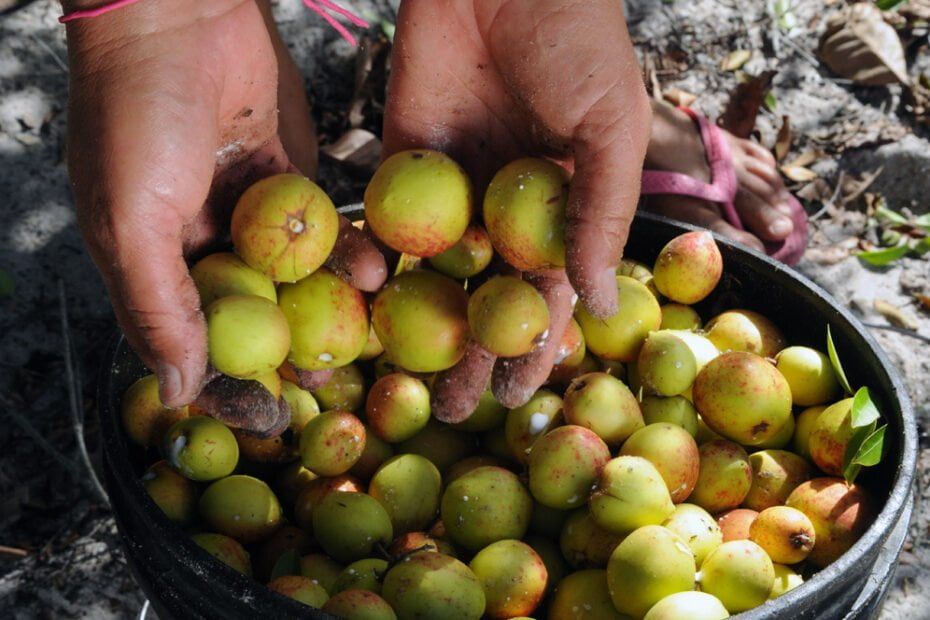 produtos à base de mangaba