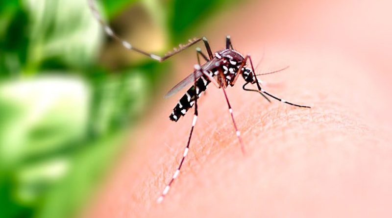 Sergipe Alerta: Seis municípios apresentam alto índice de infestação do aedes aegypti