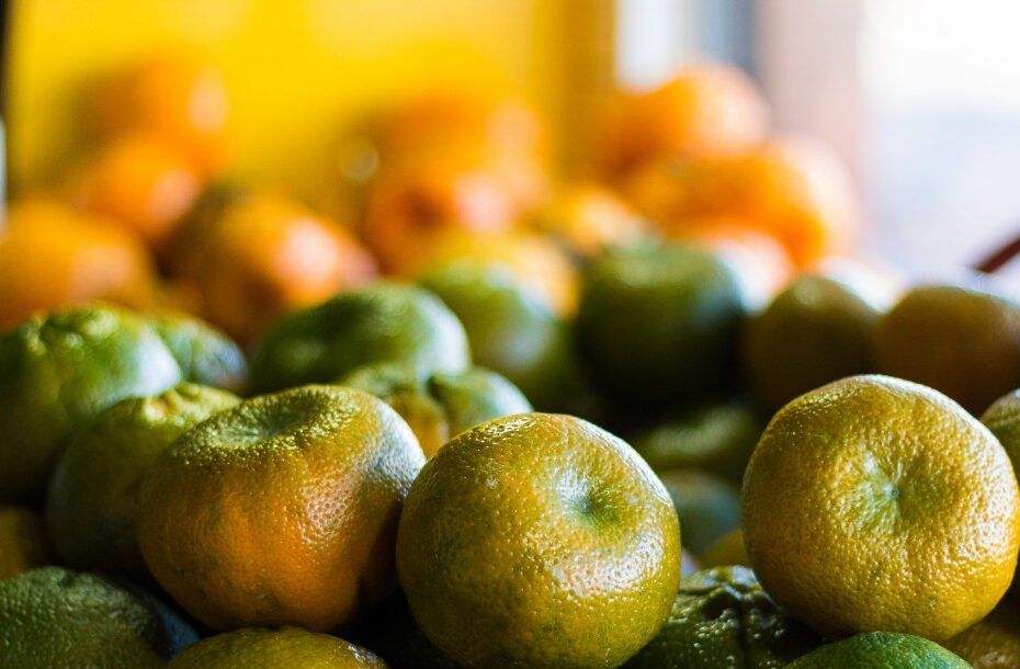 Inscrições para o Programa Mão Amiga cultura laranja 2024-2025 começam amanhã