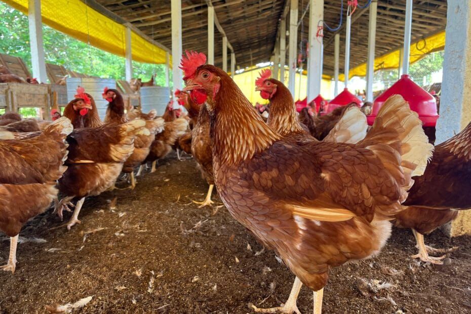 Senar Sergipe leva tecnologia e informação aos avicultores e desvenda mitos da avicultura