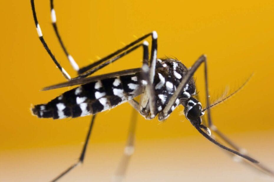 infestação do Aedes aegypti em Sergipe