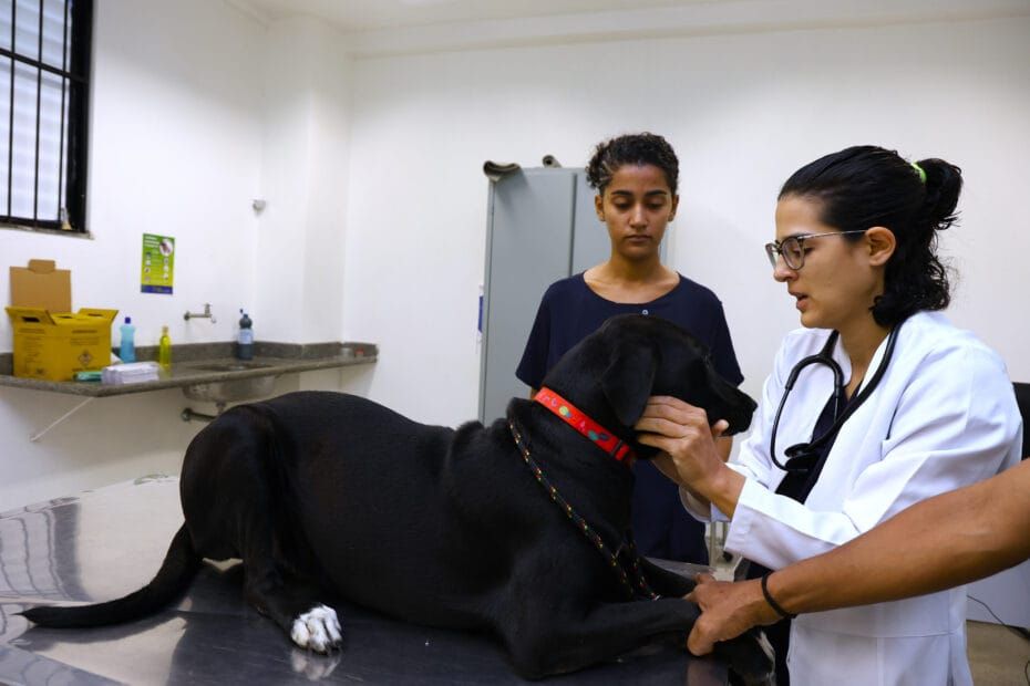 Prefeitura de São Cristóvão realiza 260 castrações de cães e gatos em parceria com a UFS