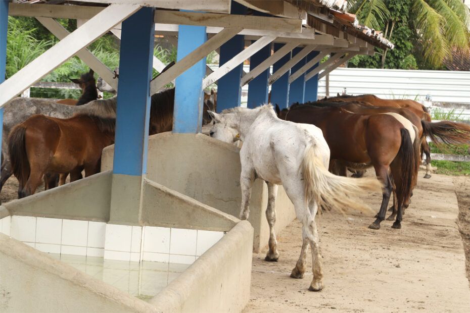 Apreensão de animais em Aracaju