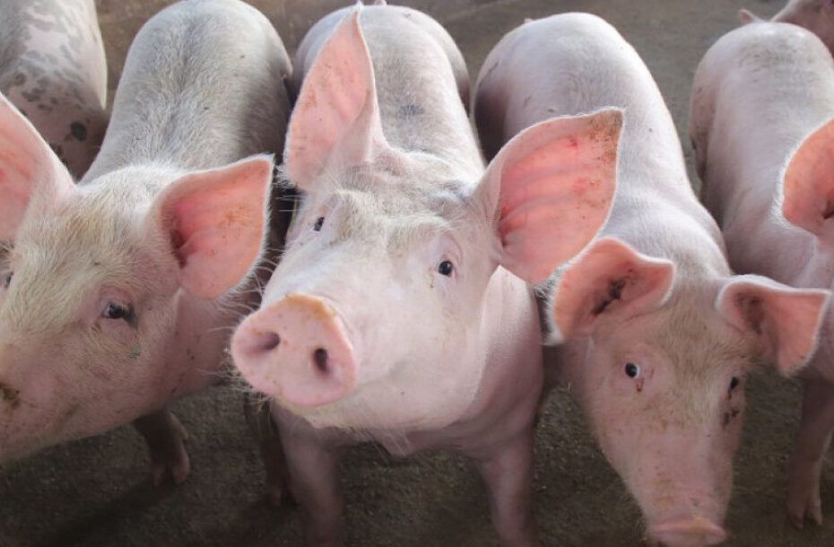 Sergipe mantém vigilância contra doenças em suínos