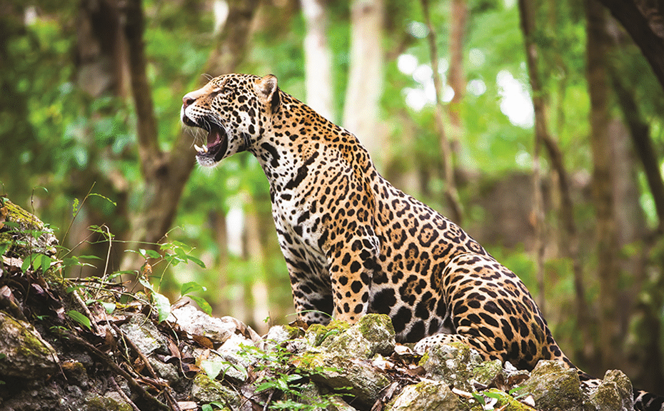 Onça-pintada mata homem
