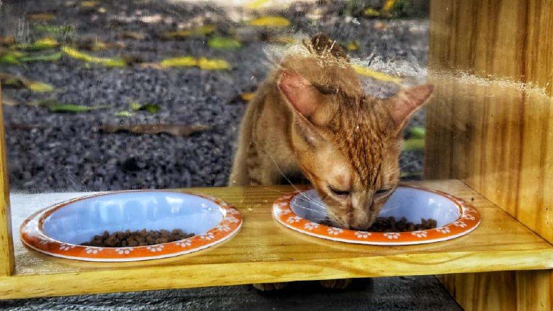 Deso instala comedouros para gatos e reforça compromisso socioambiental nas unidades da Companhia